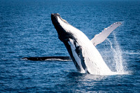 Humpack Breeching