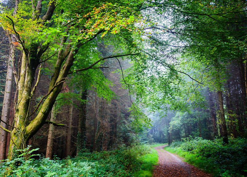 Zenfolio | Discovering County Longford IRELAND | Main Avenue Walk